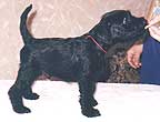Otis Boanergos Roshfor