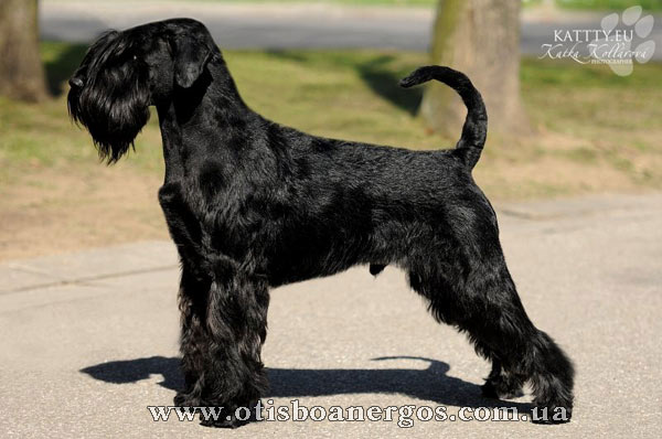 Fit for Otis Boanergos Grand Calvera