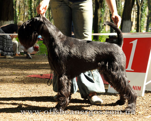 Trendsetter Boantrgos Grand Calvera