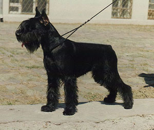 Mirabel ot Barbatsutsy