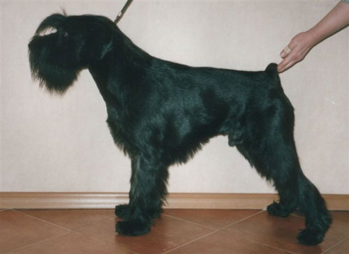 Orderli ot Barbatsutsy