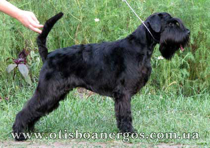 Otis Boanergos Kimeria