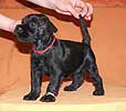 Otis Boanergos Kimeria