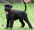 Otis Boanergos Kimeria