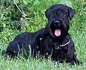 Otis Boanergos Kimeria