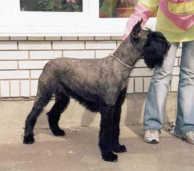 Otis Boanergos Odiseya