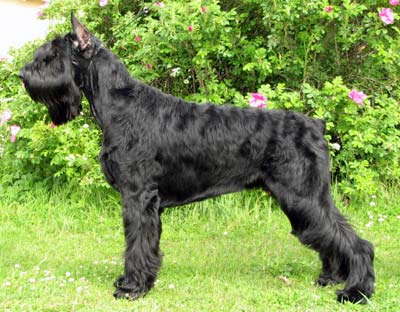 Otis Boanerg�s Ideal