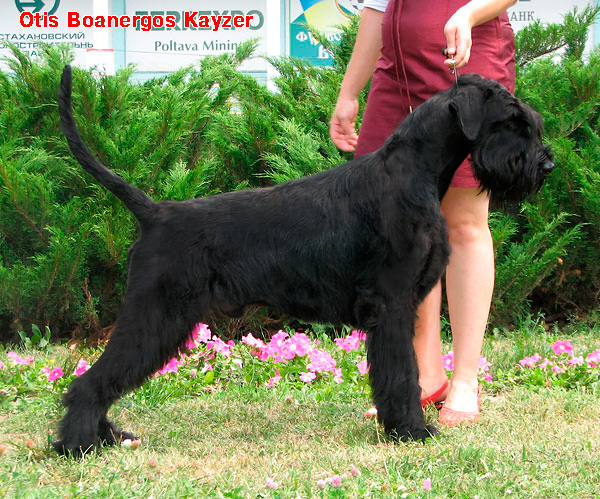 Otis Boanergos Kayzer 