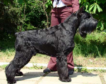 ������������ ����������� ���������