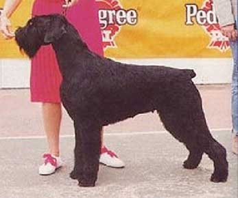 Stablemaster`s Electric Lady