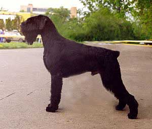 Stablemasters Sir Arthur