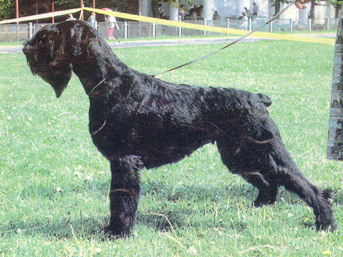 Steblemaster`s Special Case