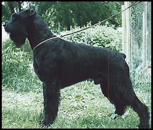 Stablemaster's East Wind