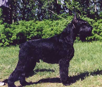 ������������ Vento-N Del Gervasio