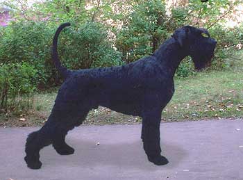 Rus Astershvarc Zieger