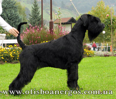 Otis Boanergos Knjazna