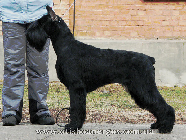 Otis Boanerg�s Gotika